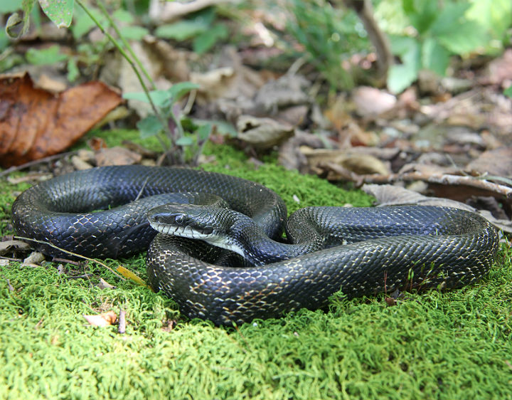 Black Rat Snake